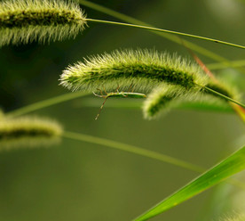 草