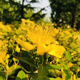 金丝桃
