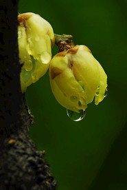 雨后梅花