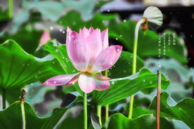 荷花水墨画