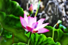 荷花水墨画