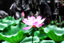 荷花水墨画
