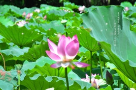 荷花水墨画