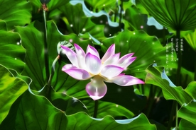 荷花水墨画