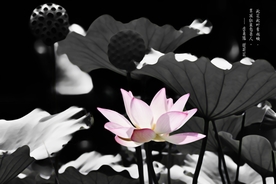 荷花水墨画