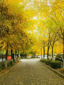秋景 唯美秋景 秋景背景 马路