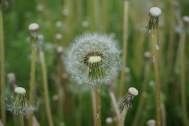 蒲公英
