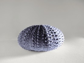 海胆壳