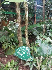 苦丁