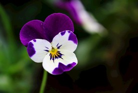 三色堇花