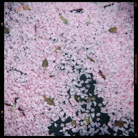 落花