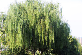 柳树