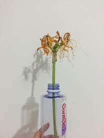曼珠沙华