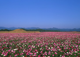 一片花海