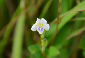 美丽的小花