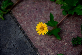 小野菊