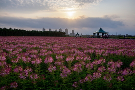 花的世界