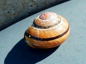 蜗牛壳