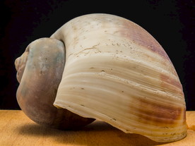 蜗牛壳