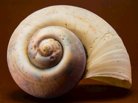 蜗牛壳