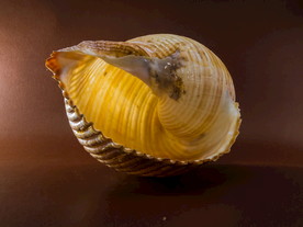 蜗牛壳