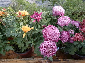 菊花摄影