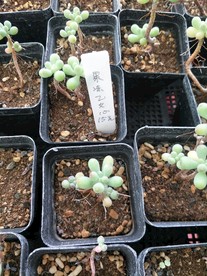 果冻乙女心
