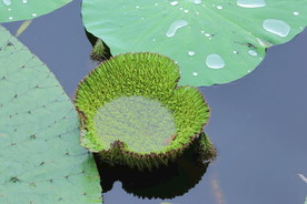 植物园风景