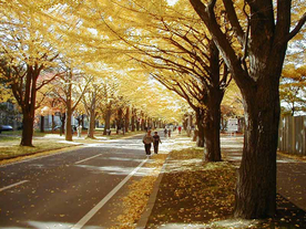 林荫小路