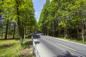 林间公路