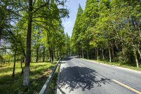 林间公路