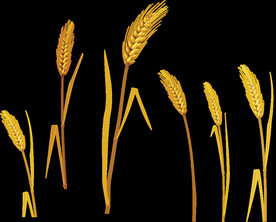 麦穗