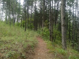 林荫小路
