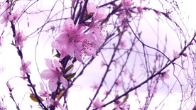 粉红桃花