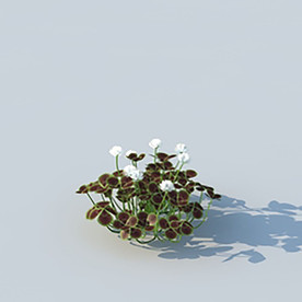 C4D植物模型