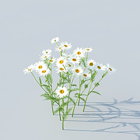 C4D植物模型