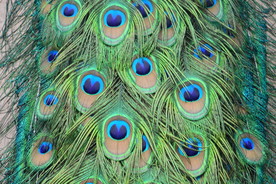孔雀羽毛