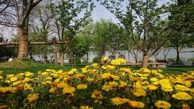 南京玄武湖公园的菊花