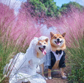 两只柴犬的幸福生活