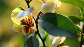 含笑花