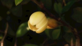 含笑花