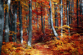 秋天的枫林 枫林秋景