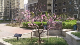 粉色的花儿