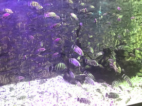 海洋世界   鱼 娃娃鱼  海