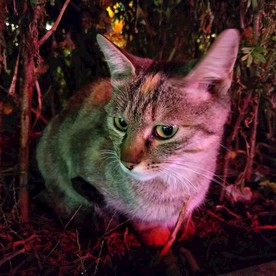 天津小野猫
