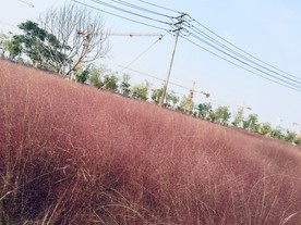 网红草