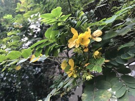 翅荚决明