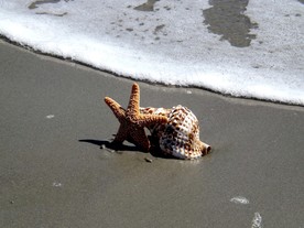 海螺海星