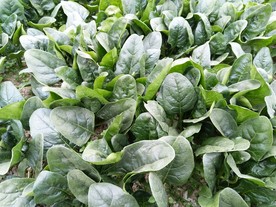 绿油油的青菜