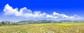 稻田  秋收田野 蓝天白云